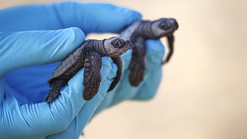 photo of two tiny sea turtles held in hands wearing latex gloves